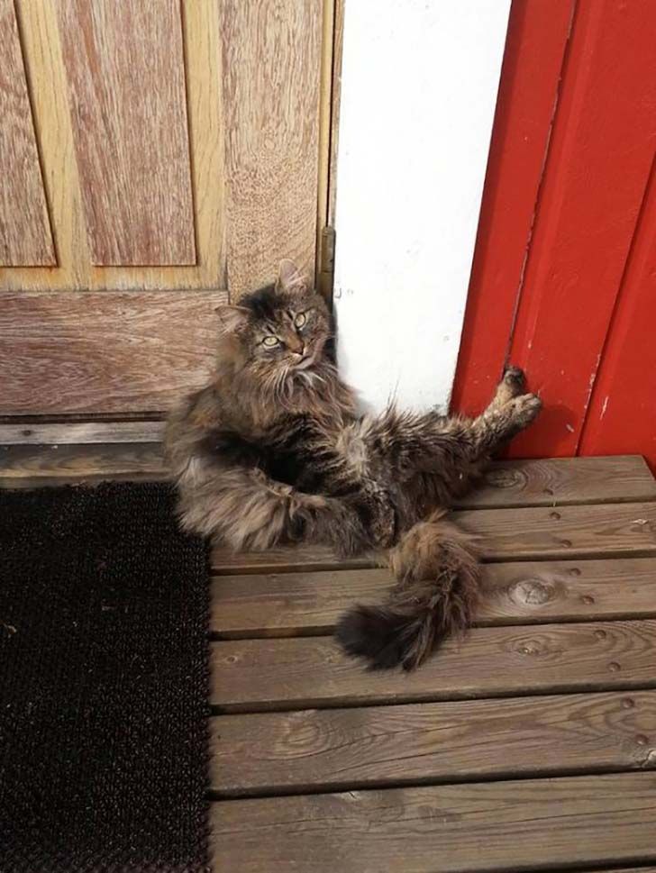 15-hilarious-photos-of-cats-left-outside_10