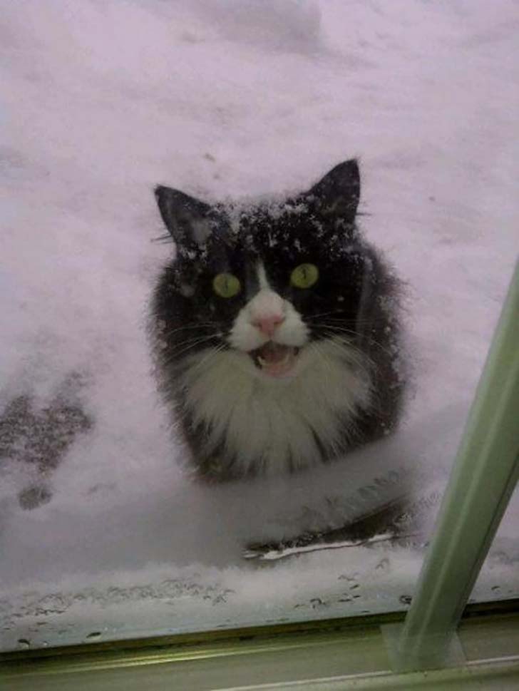 15-hilarious-photos-of-cats-left-outside_11
