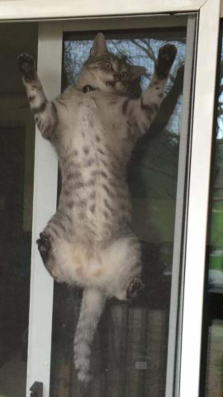 15-hilarious-photos-of-cats-left-outside_12