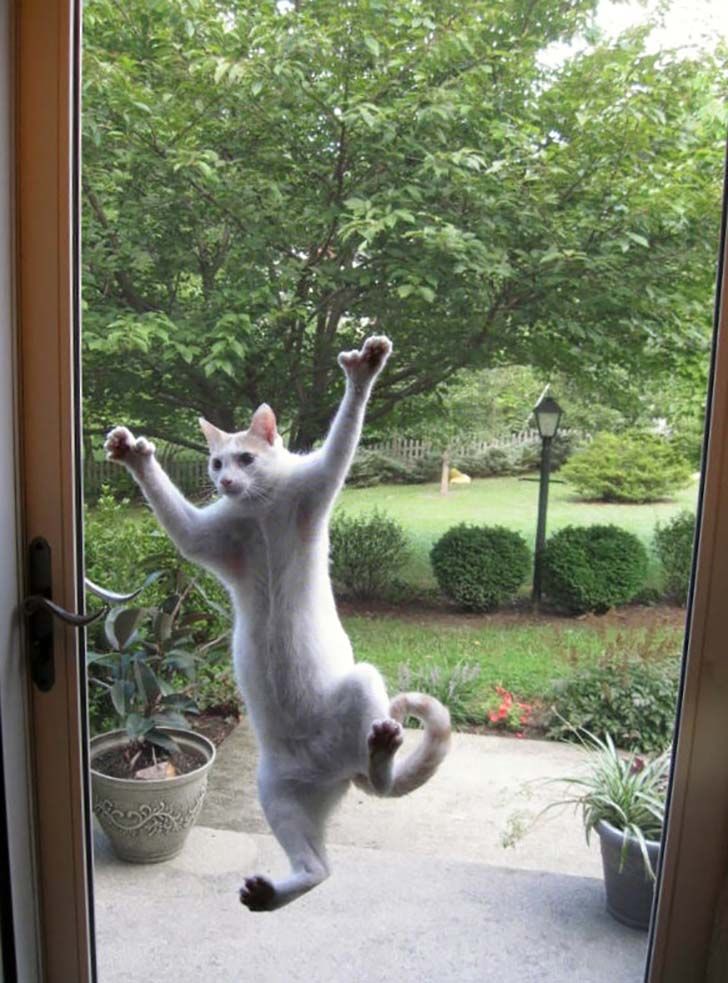 15-hilarious-photos-of-cats-left-outside_13