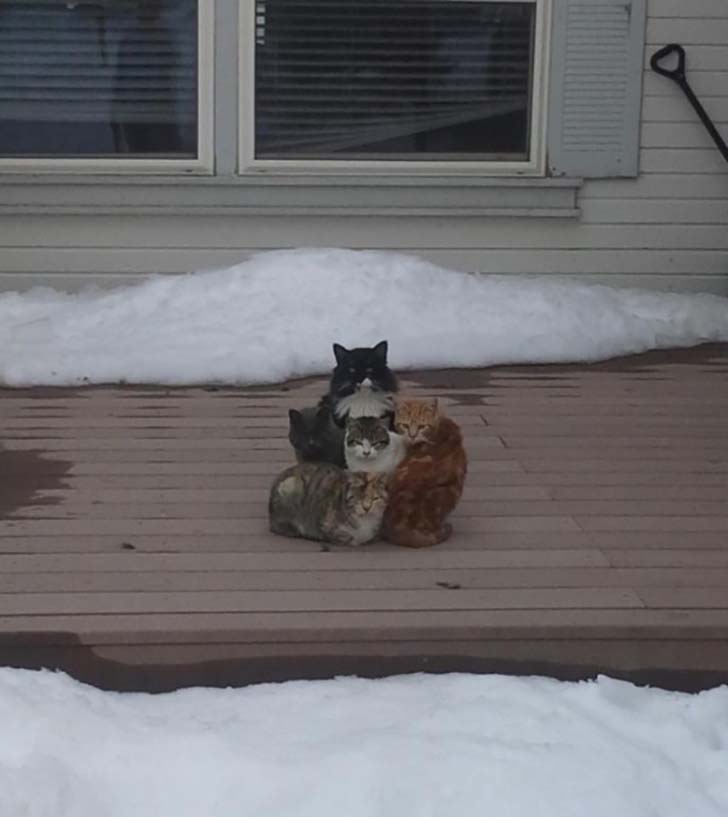 15-hilarious-photos-of-cats-left-outside_14