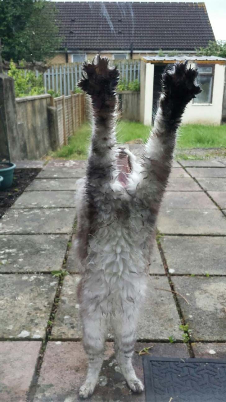 15-hilarious-photos-of-cats-left-outside_2