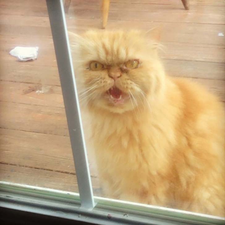 15-hilarious-photos-of-cats-left-outside_3