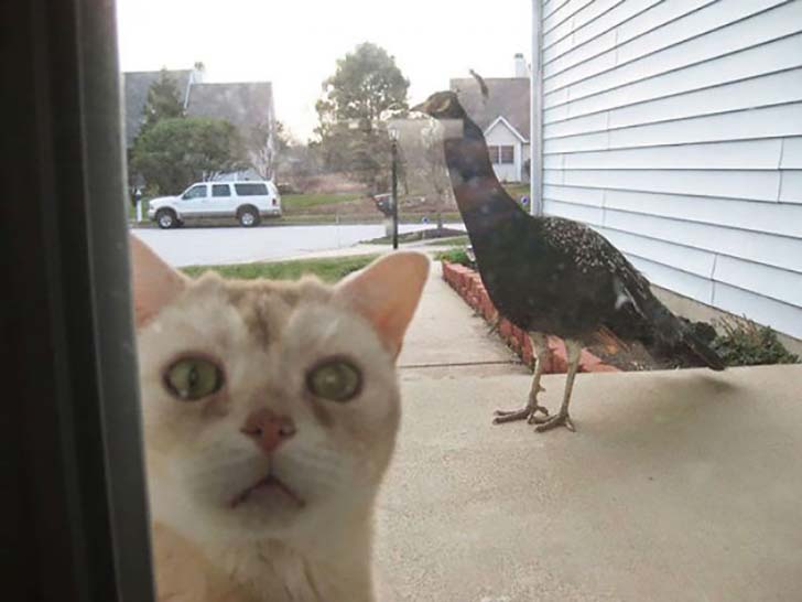 15-hilarious-photos-of-cats-left-outside_4
