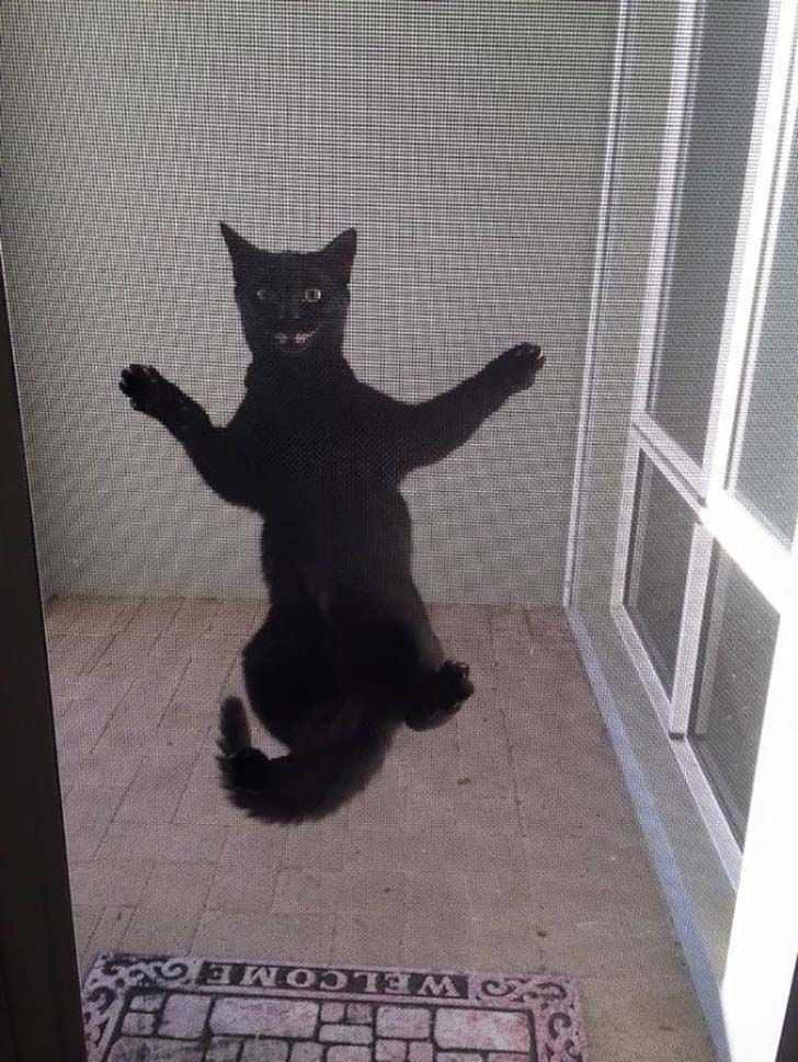 15-hilarious-photos-of-cats-left-outside_5