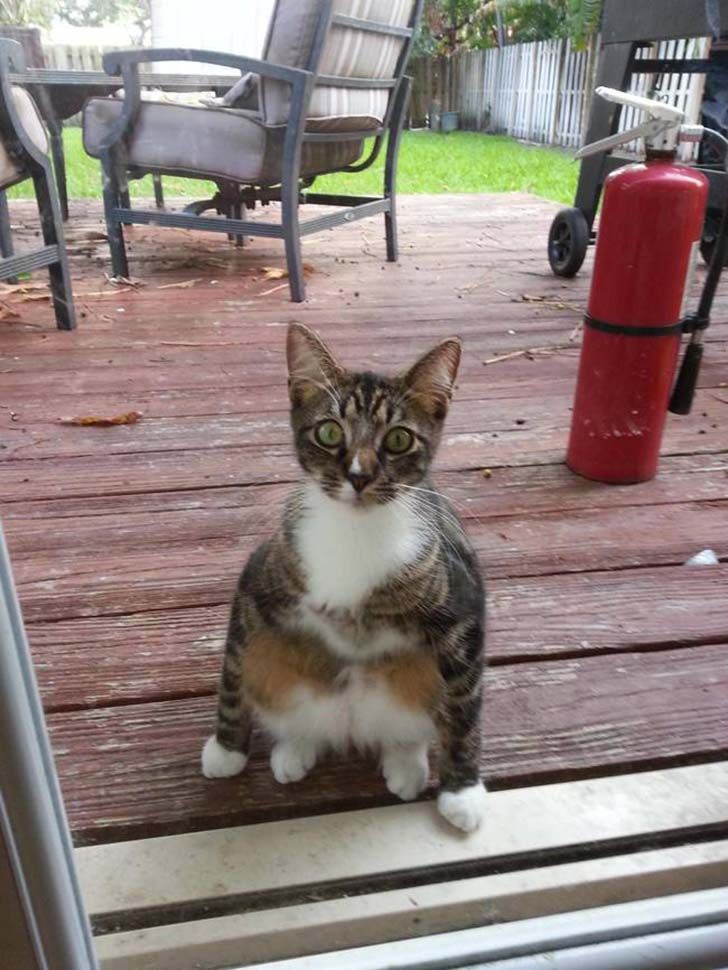 15-hilarious-photos-of-cats-left-outside_6