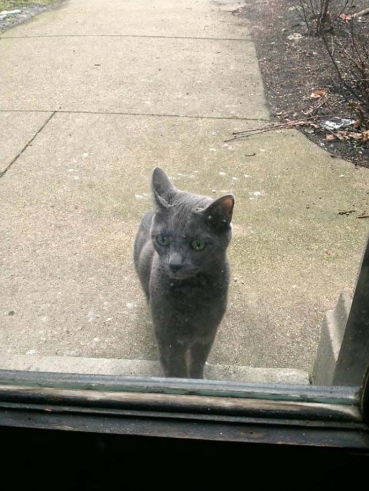 15-hilarious-photos-of-cats-left-outside_7