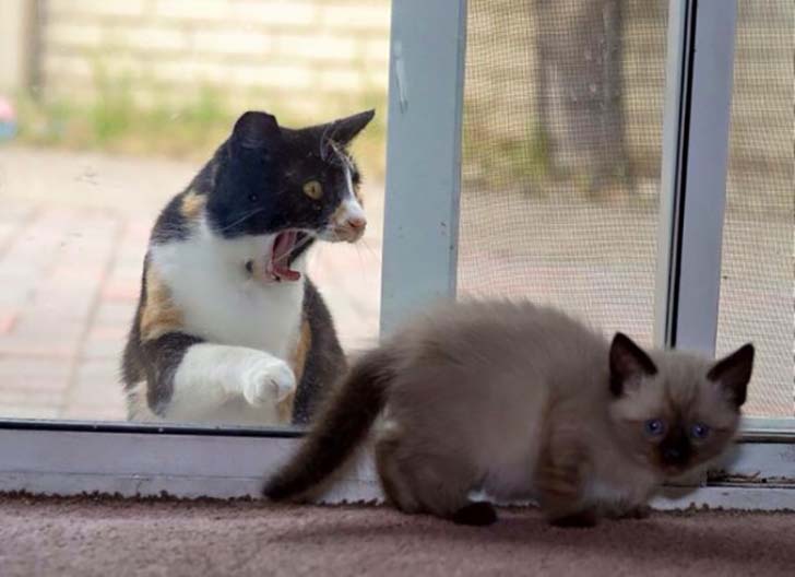 15-hilarious-photos-of-cats-left-outside_8