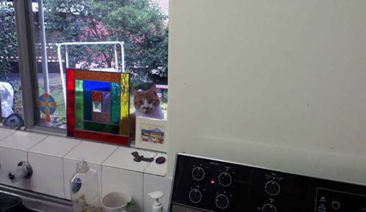 15-hilarious-photos-of-cats-left-outside_9