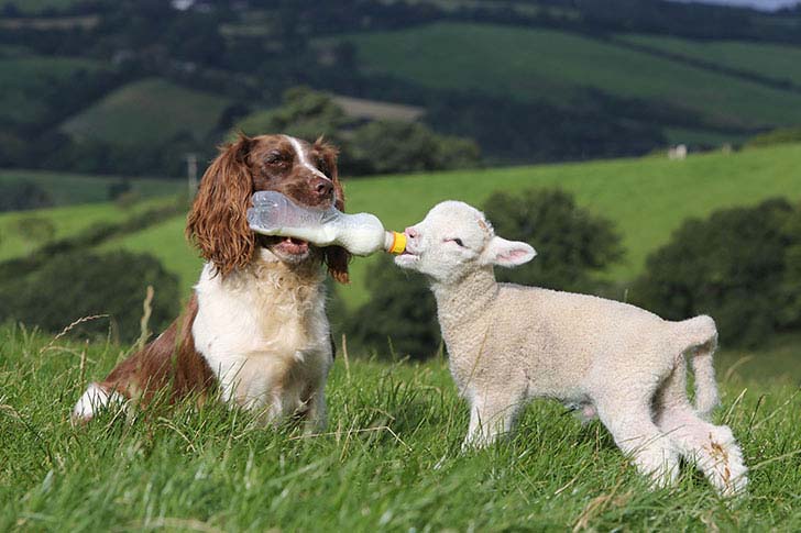 the-17-cutest-unusual-animal-friendship-that-will-melt-your-heart_1