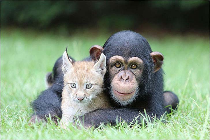 the-17-cutest-unusual-animal-friendship-that-will-melt-your-heart_10