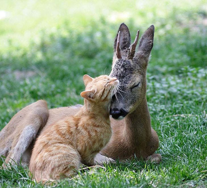 the-17-cutest-unusual-animal-friendship-that-will-melt-your-heart_11
