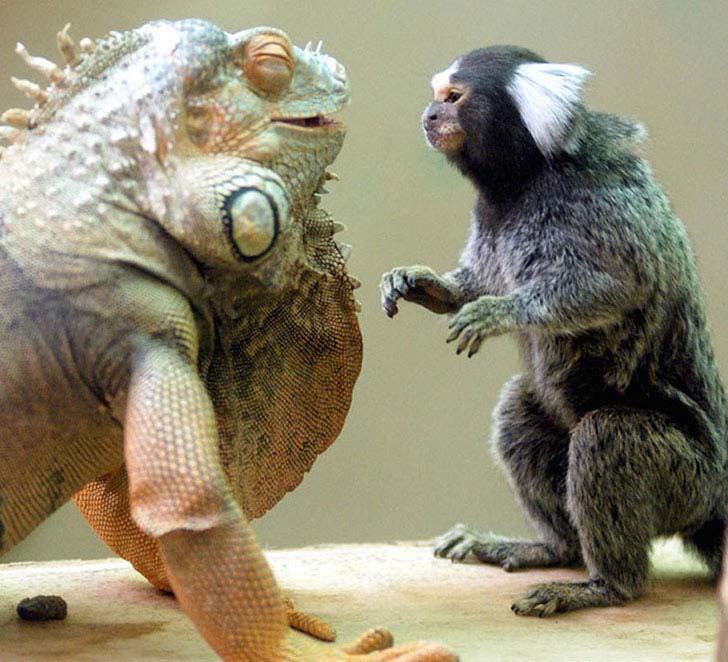 the-17-cutest-unusual-animal-friendship-that-will-melt-your-heart_12