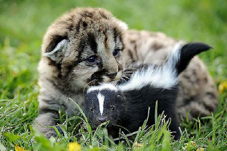 the-17-cutest-unusual-animal-friendship-that-will-melt-your-heart_13