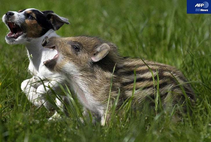 the-17-cutest-unusual-animal-friendship-that-will-melt-your-heart_14