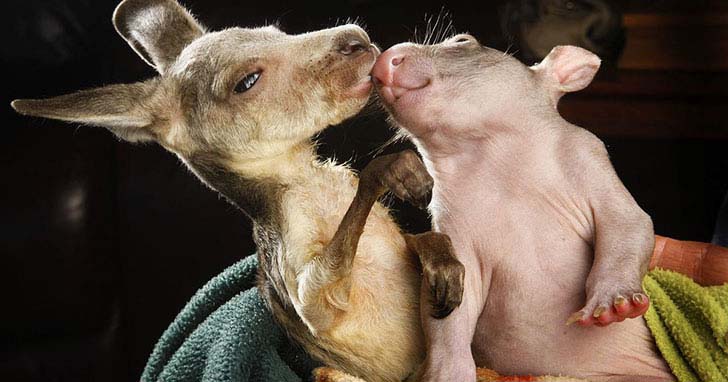 the-17-cutest-unusual-animal-friendship-that-will-melt-your-heart_15