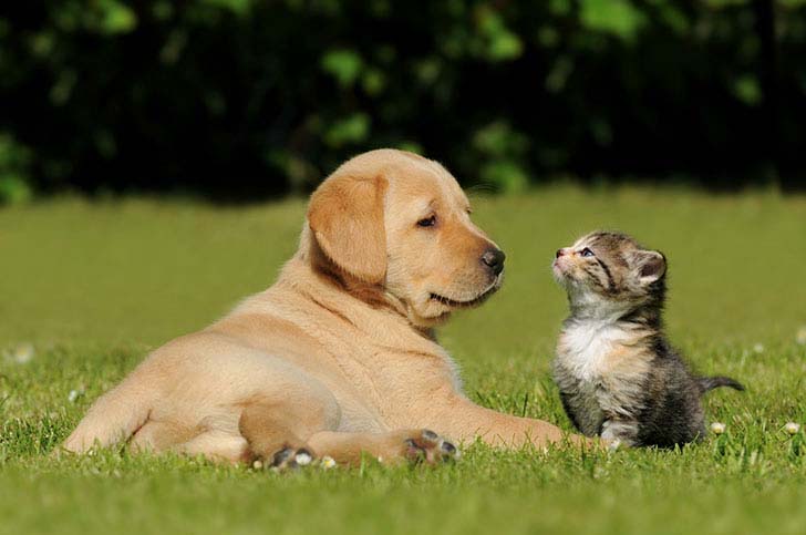 the-17-cutest-unusual-animal-friendship-that-will-melt-your-heart_16