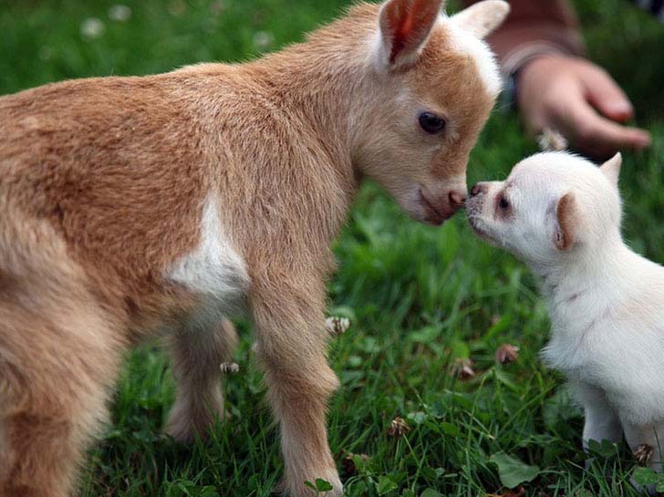 the-17-cutest-unusual-animal-friendship-that-will-melt-your-heart_2