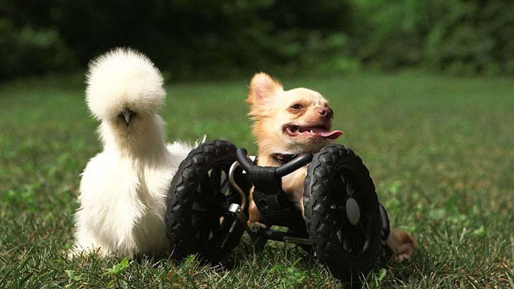 the-17-cutest-unusual-animal-friendship-that-will-melt-your-heart_3