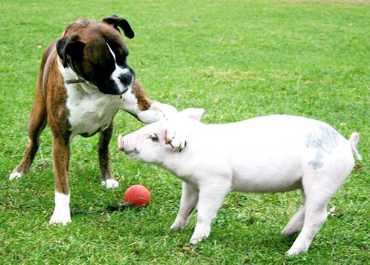 the-17-cutest-unusual-animal-friendship-that-will-melt-your-heart_4
