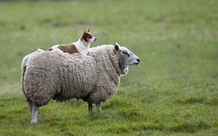 the-17-cutest-unusual-animal-friendship-that-will-melt-your-heart_5