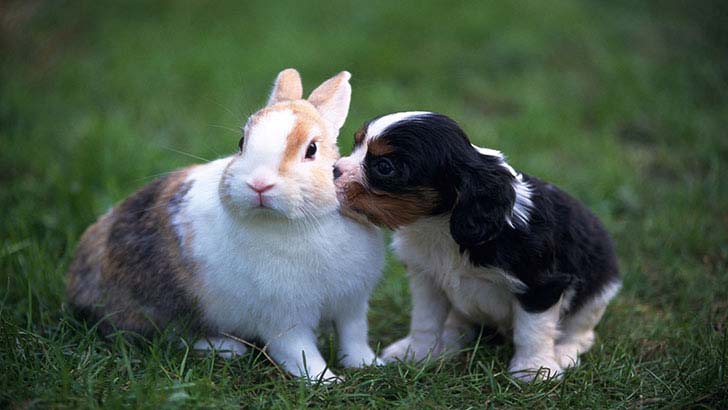 the-17-cutest-unusual-animal-friendship-that-will-melt-your-heart_6