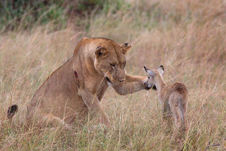 the-17-cutest-unusual-animal-friendship-that-will-melt-your-heart_7