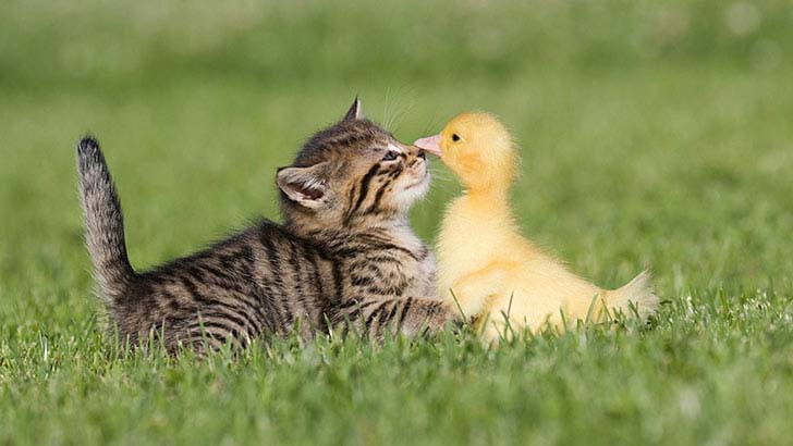 the-17-cutest-unusual-animal-friendship-that-will-melt-your-heart_8