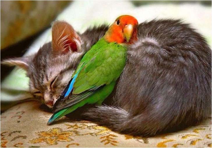 the-17-cutest-unusual-animal-friendship-that-will-melt-your-heart_9