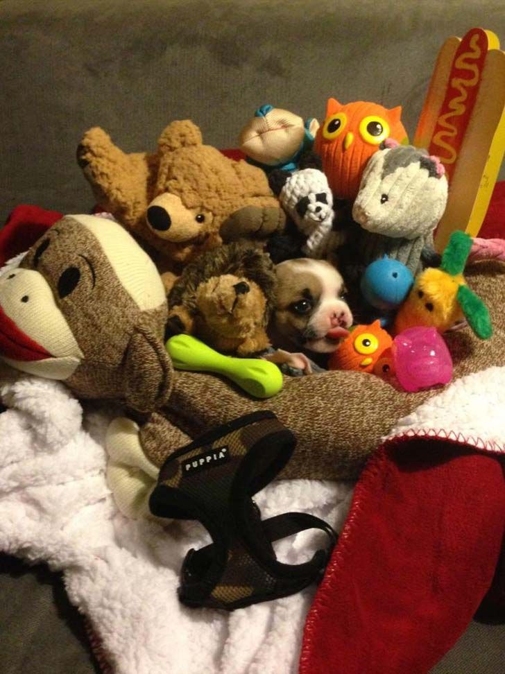 whats-hiding-in-these-15-pics-will-make-you-speechless_10