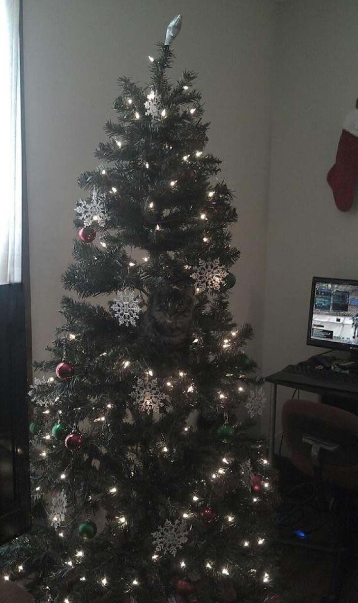 whats-hiding-in-these-15-pics-will-make-you-speechless_7