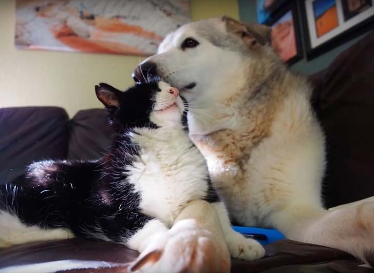 when-this-family-adopted-this-20-year-old-senior-cat-they-never-expect-how-much-love-he-had_1