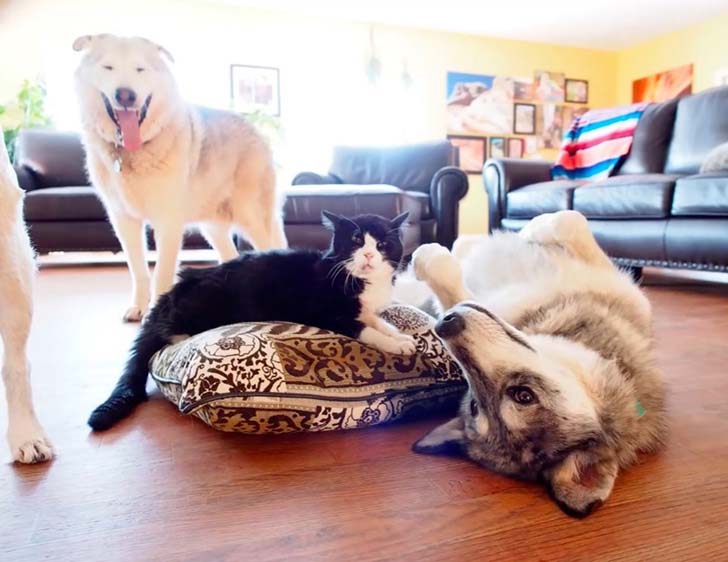 when-this-family-adopted-this-20-year-old-senior-cat-they-never-expect-how-much-love-he-had_6