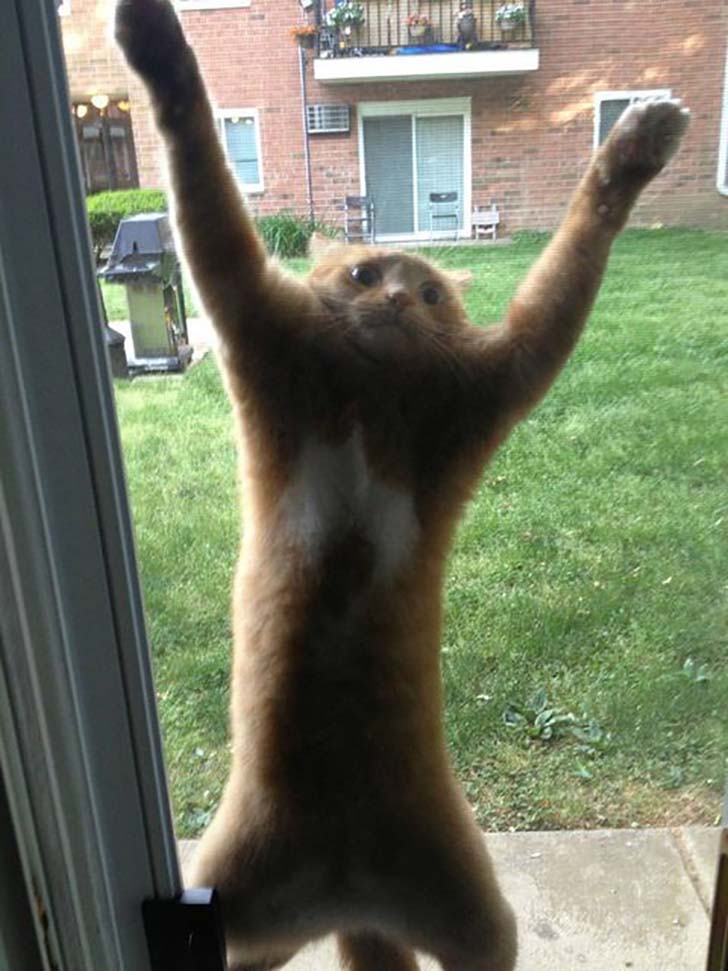 15-hilarious-photos-of-cats-left-outside_15