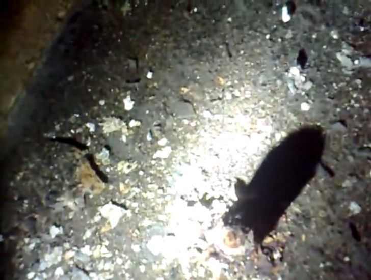 After Noticing Two Mysterious Holes On His Wall, Man Makes Unusual Discovery_18