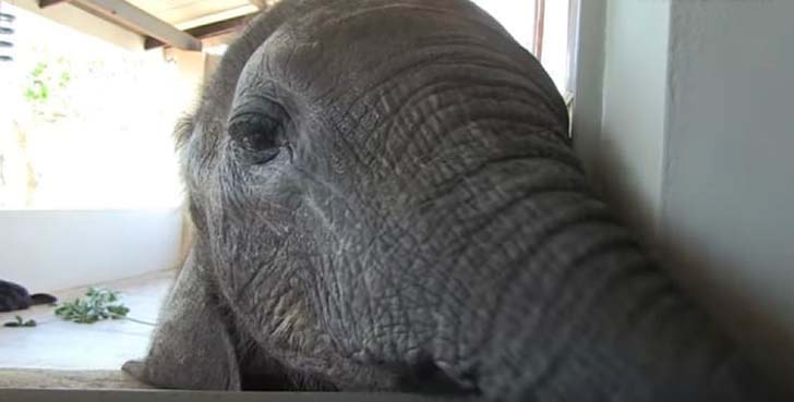 orphaned-baby-elephants-unlikely-yet-heartwarming-friendship_1