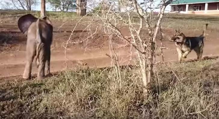 orphaned-baby-elephants-unlikely-yet-heartwarming-friendship_10
