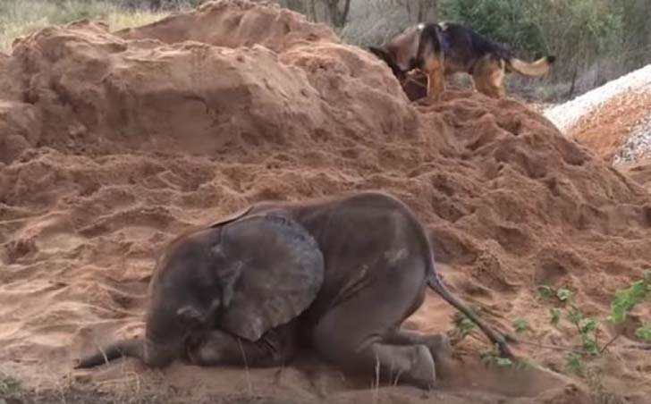 orphaned-baby-elephants-unlikely-yet-heartwarming-friendship_12
