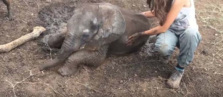 orphaned-baby-elephants-unlikely-yet-heartwarming-friendship_13