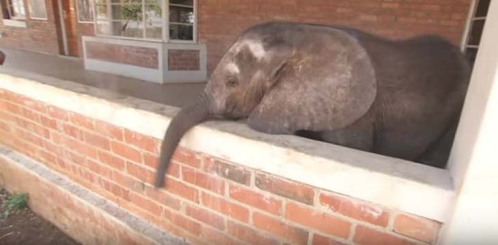 orphaned-baby-elephants-unlikely-yet-heartwarming-friendship_14