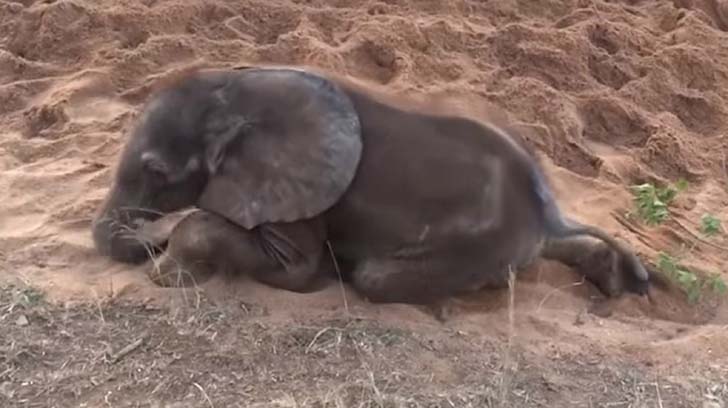 orphaned-baby-elephants-unlikely-yet-heartwarming-friendship_15