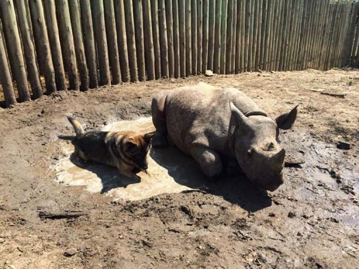 orphaned-baby-elephants-unlikely-yet-heartwarming-friendship_18