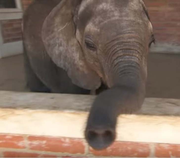 orphaned-baby-elephants-unlikely-yet-heartwarming-friendship_2