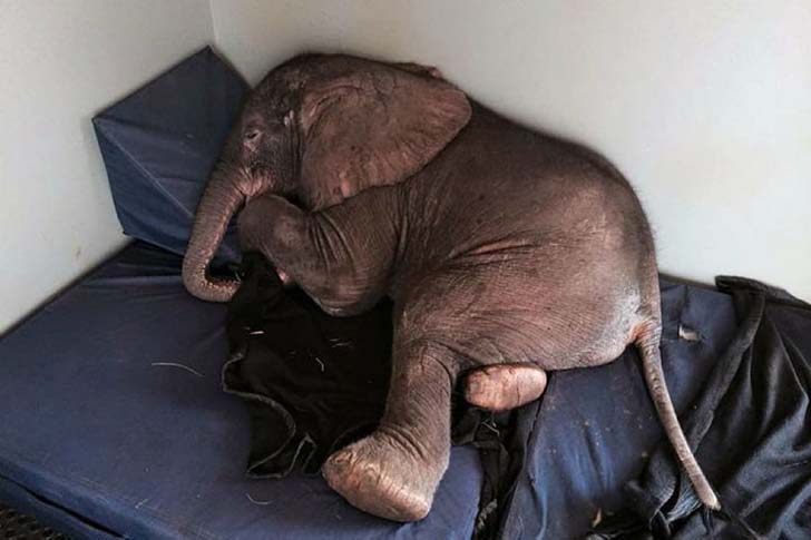 orphaned-baby-elephants-unlikely-yet-heartwarming-friendship_3