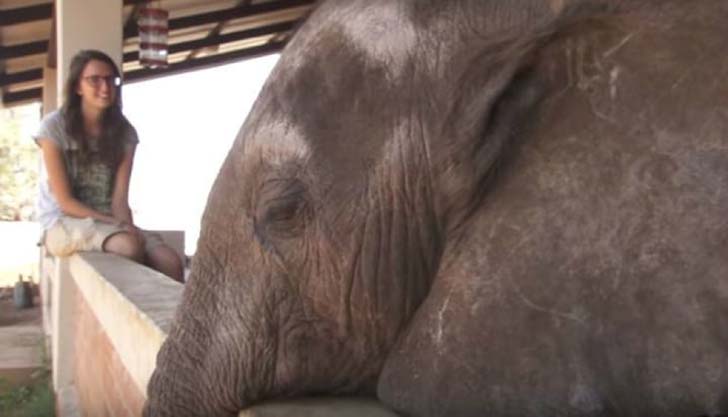 orphaned-baby-elephants-unlikely-yet-heartwarming-friendship_4