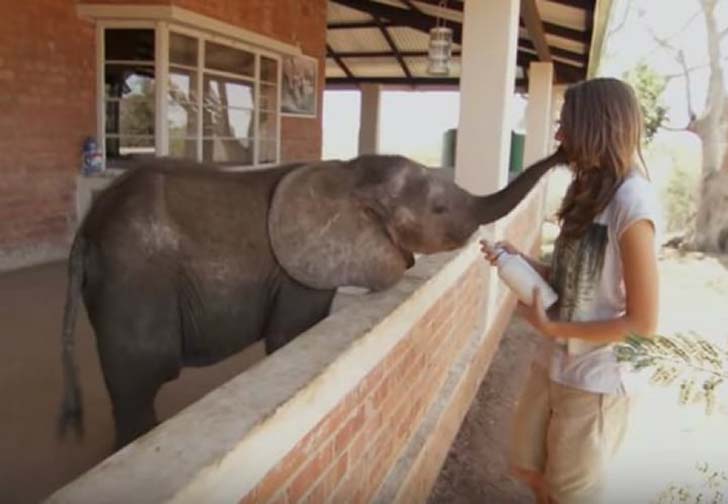orphaned-baby-elephants-unlikely-yet-heartwarming-friendship_5
