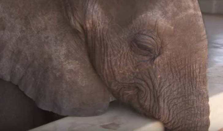 orphaned-baby-elephants-unlikely-yet-heartwarming-friendship_6