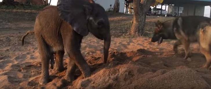orphaned-baby-elephants-unlikely-yet-heartwarming-friendship_7