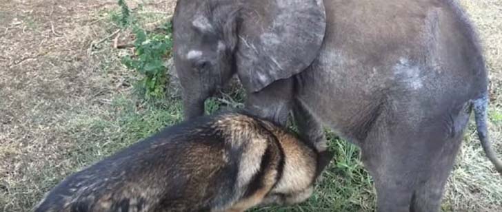 orphaned-baby-elephants-unlikely-yet-heartwarming-friendship_8