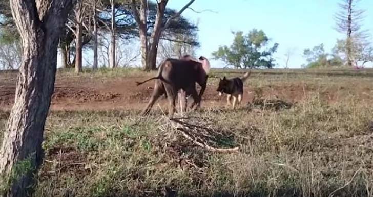 orphaned-baby-elephants-unlikely-yet-heartwarming-friendship_9